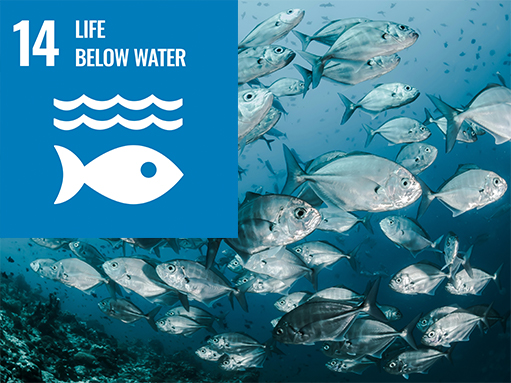 sdg (14) sdg goal, life below water