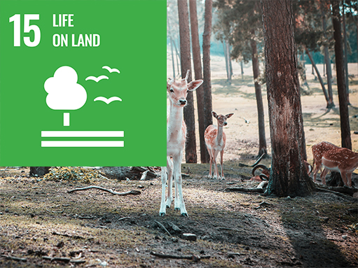 sdg (15) sdg goal, life on land